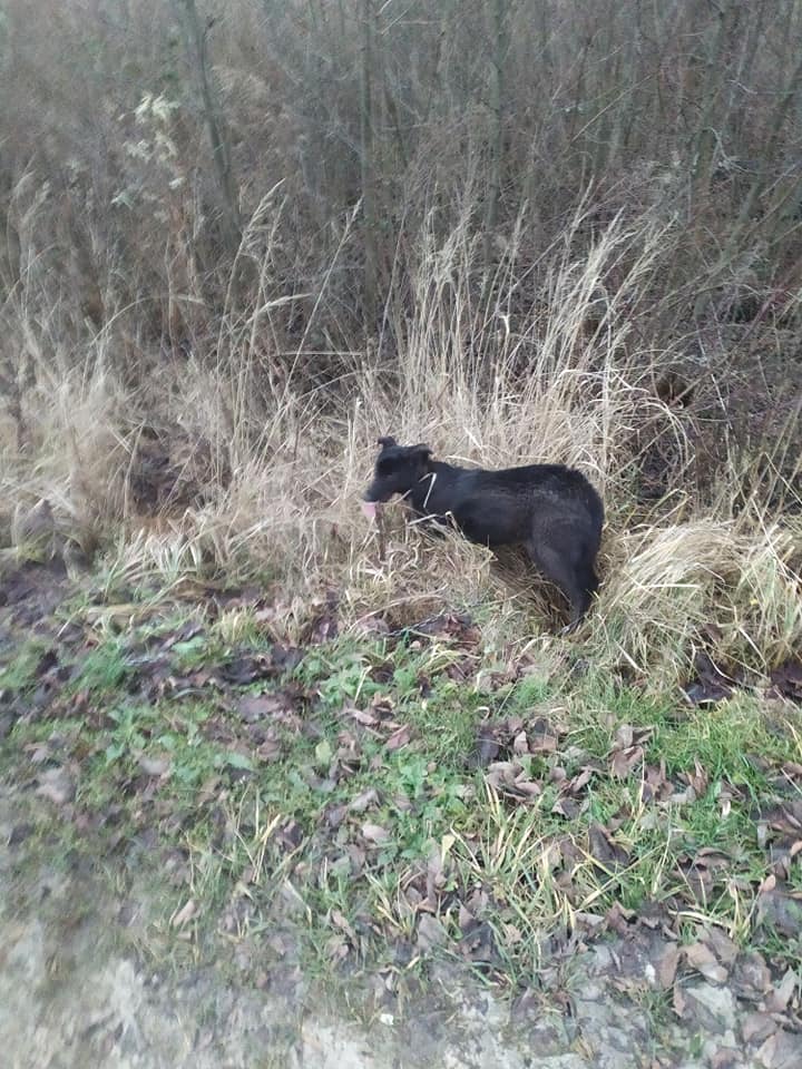На Львівщині чоловік прив’язав до автомобіля собаку і тягнув його по дорозі. Фото: Любов Олійник