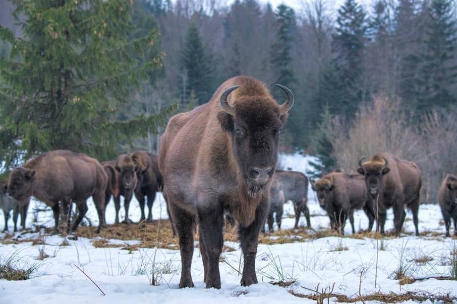 У національному природньому парку &laquo;Сколівські Бескиди&raquo; на Львівщині збудують перший глемпінг-парк. Фото: Національного парку