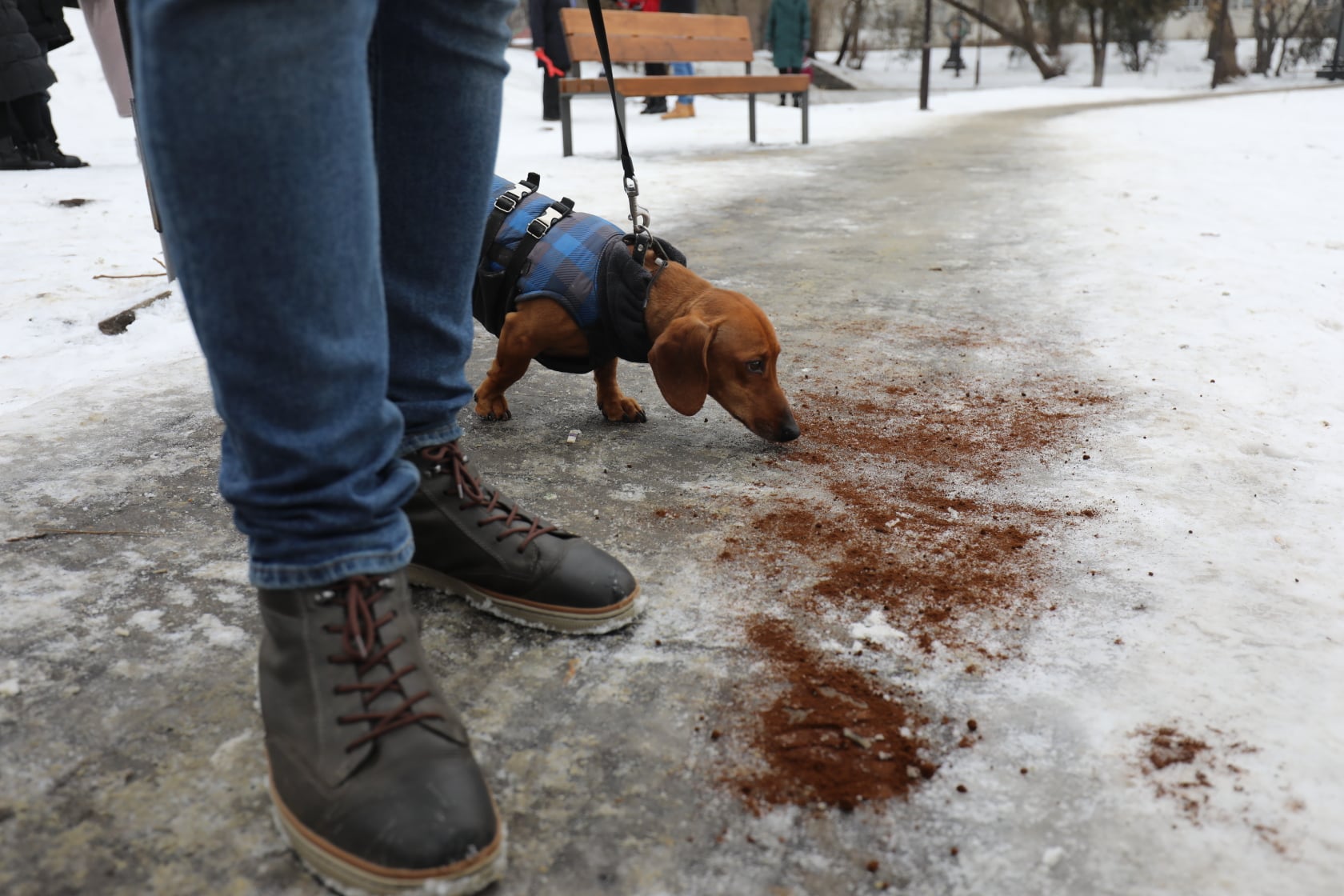 У Львові парки і сквери посипають кавою для боротьби з ожеледицею. Фото: Гарячя лінія Львова
