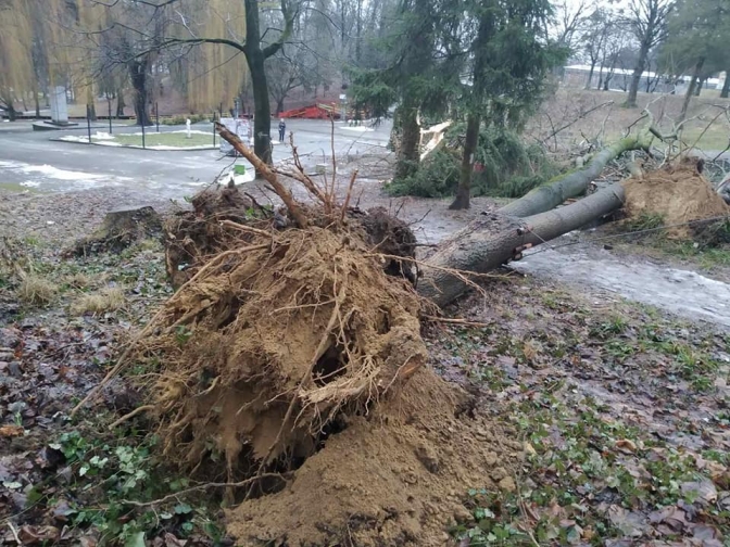 У львівському Парку культури буревій повалив дерева. Фото: Парку культури
