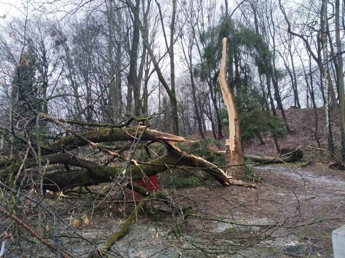 У львівському Парку культури буревій повалив дерева. Фото: Парку культури