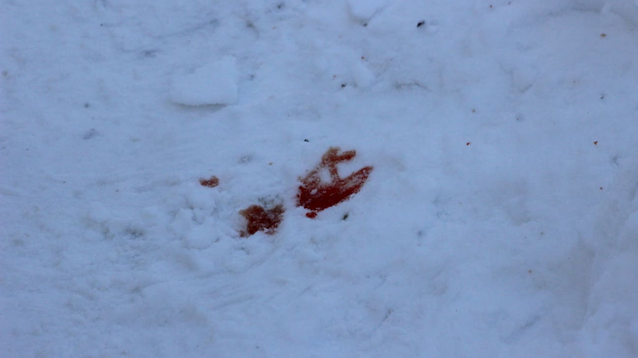 У Львові на вулиці Олени Кульчицької сталася стрілянина. Фото: Варта1