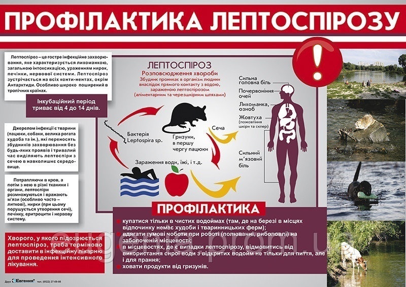 Лептоспіроз – це гостре інфекційне захворювання людей і тварин. Як не захворіти. Фото: облдержадміністрація