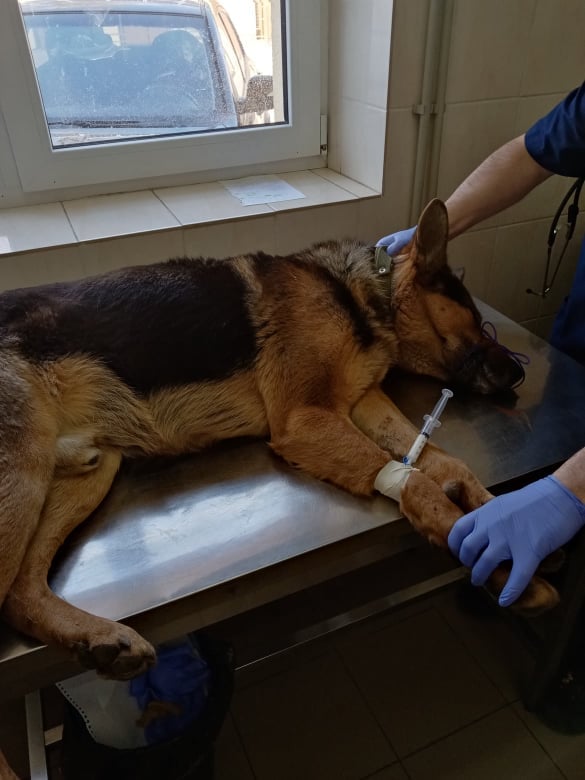 На Львівщині чоловік сокирою розбив голову собаці. Фото: притулок "Милосердя"