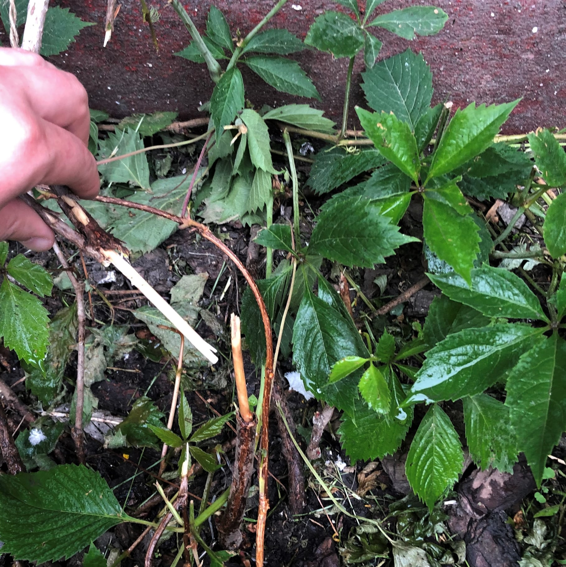 Під модерністичною стіною на вулиці Чупринки викосили в'юнкі рослини. Фото: "Плато"