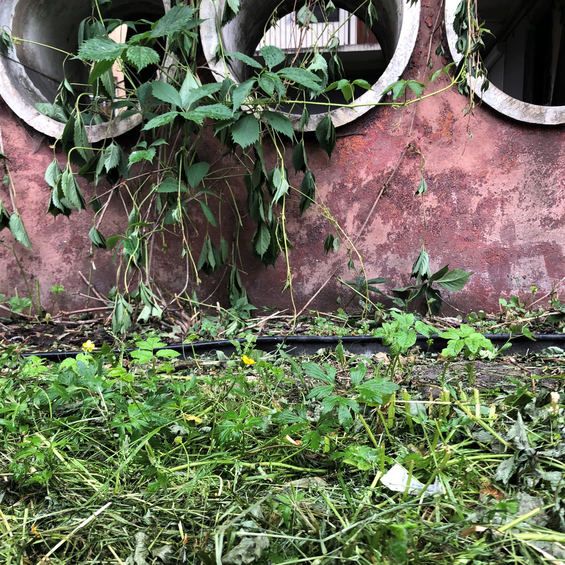 Під модерністичною стіною на вулиці Чупринки викосили в'юнкі рослини. Фото: "Плато"