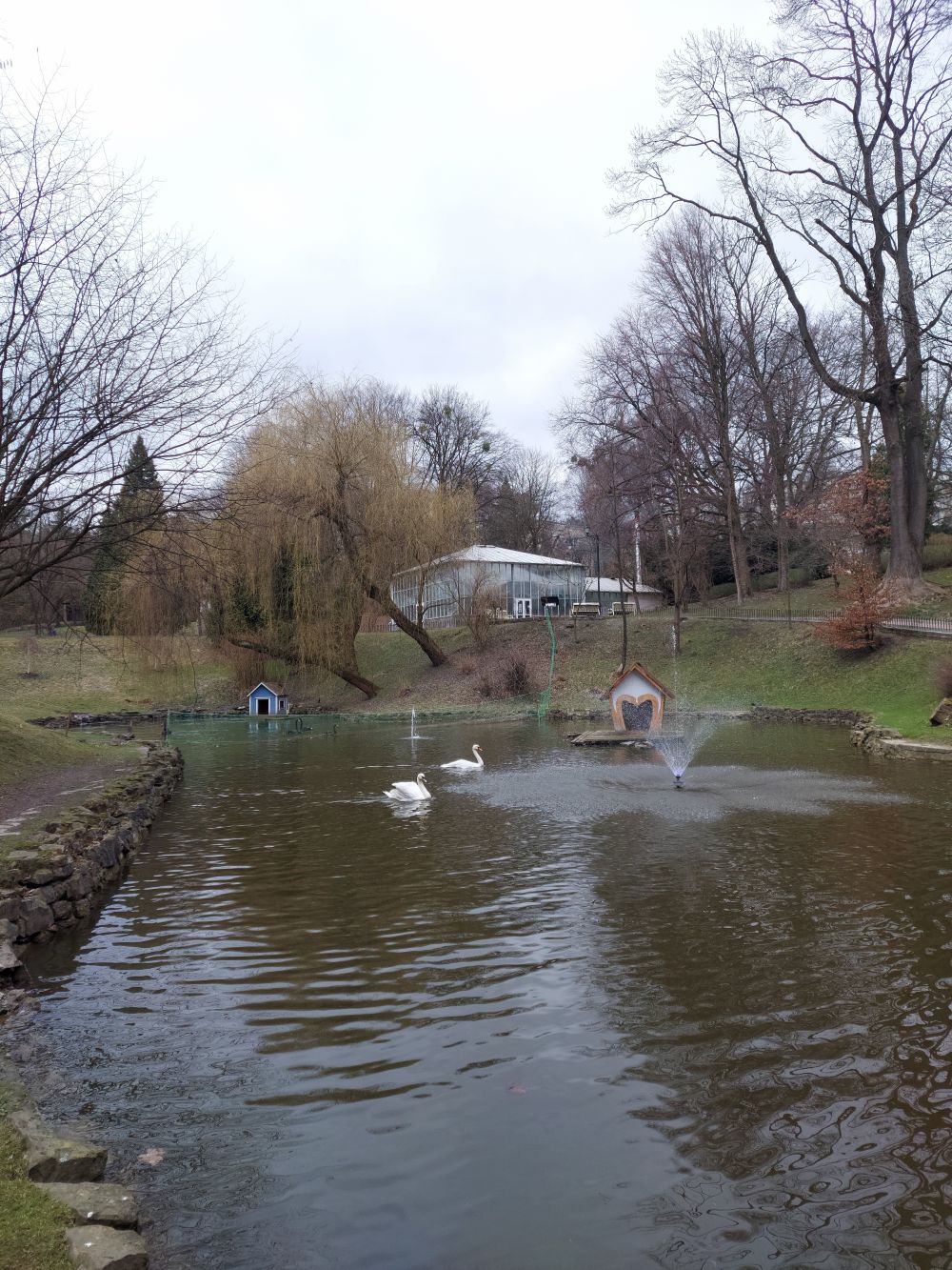 На озеро у Стрийському парку повернулися лебеді. Фото: міськради