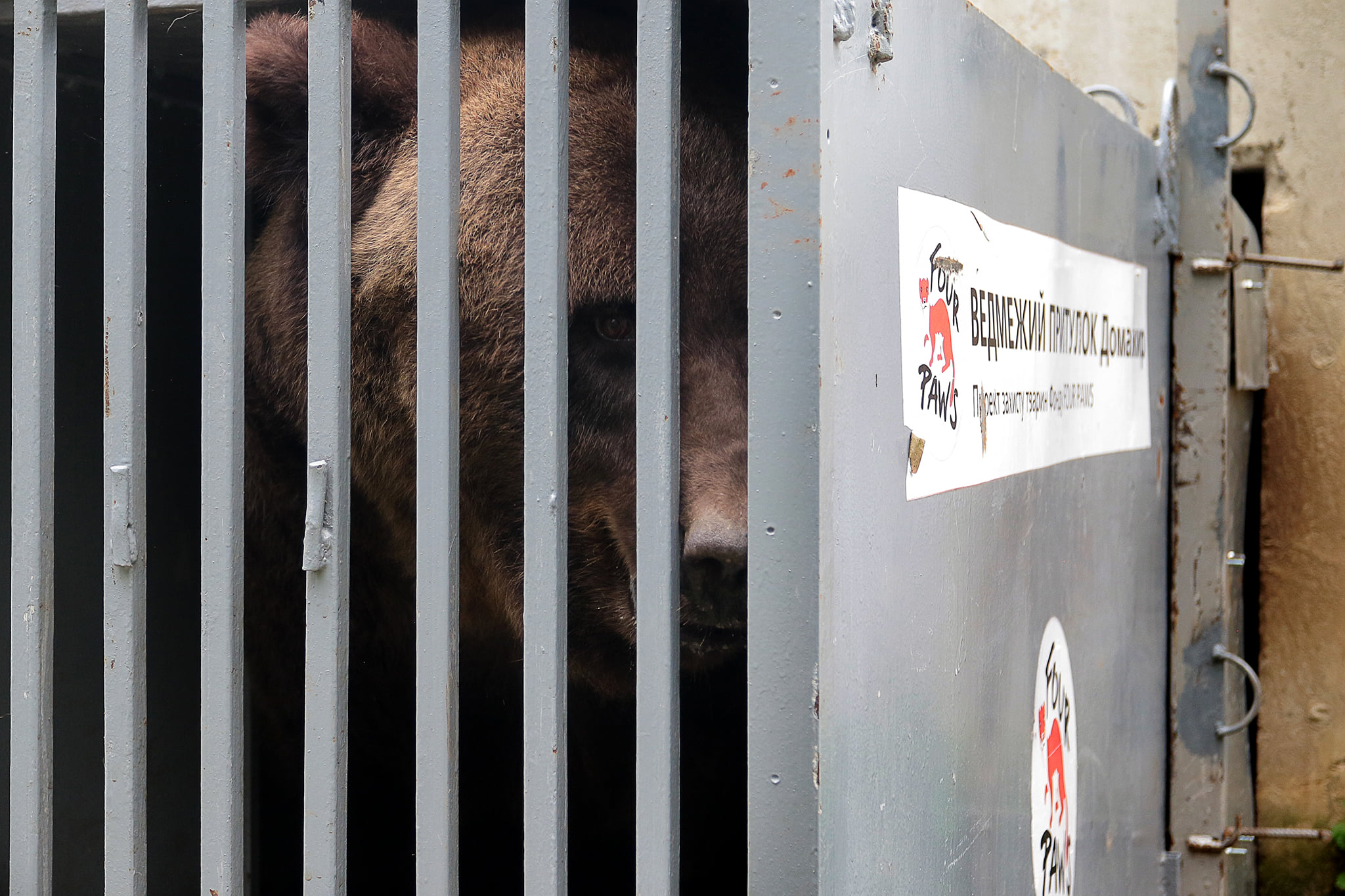 У Ведмежому притулку «Домажир», що біля Львова, на одного ведмедя стало більше. Фото: "Домажир"