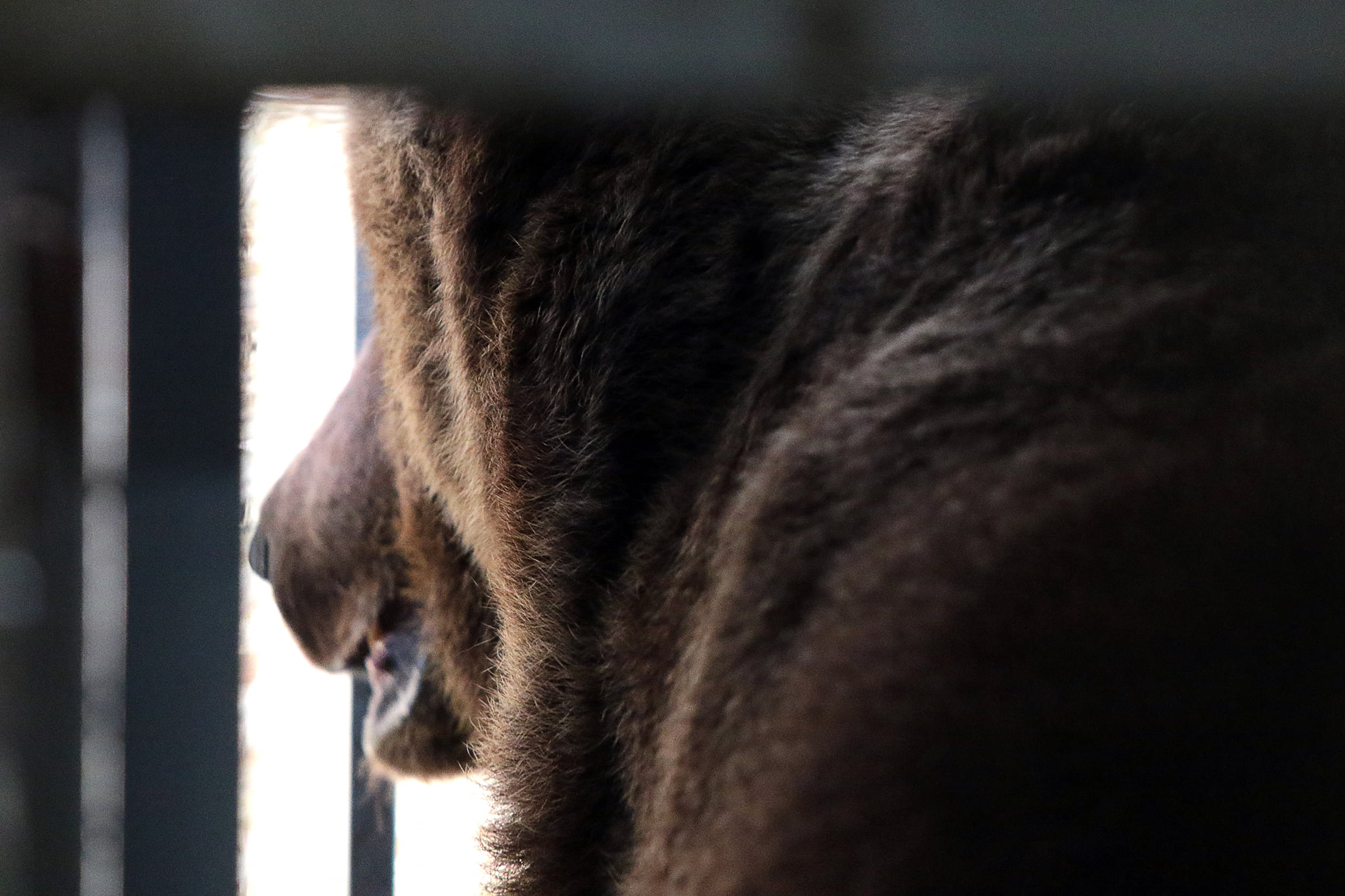 У Ведмежому притулку «Домажир», що біля Львова, на одного ведмедя стало більше. Фото: "Домажир"