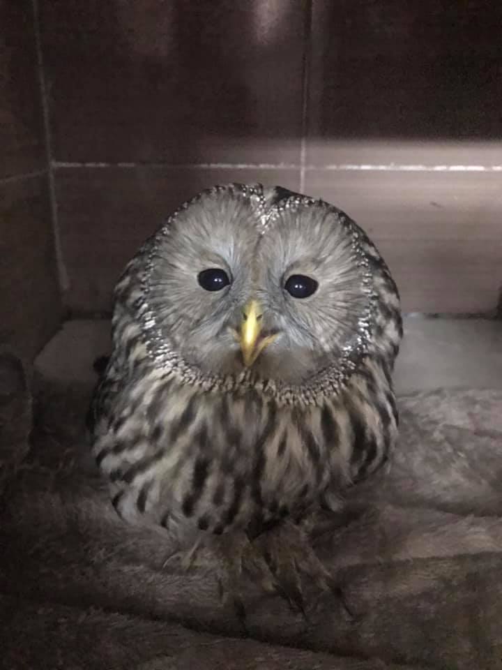 У Домівку врятованих тварин принесли довгохвосту червонокнижну сову. Фото: Орест Залипський