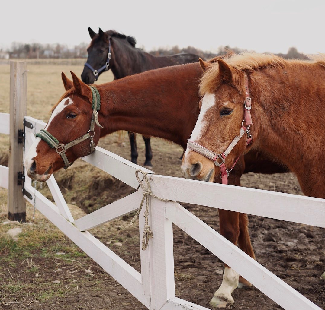 Фото: facebook.com/hidkonem