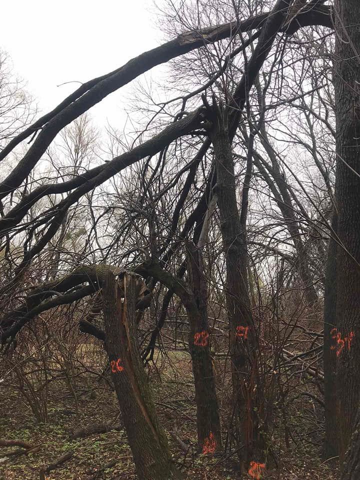 У львівських парках на деревах нанесли мітки