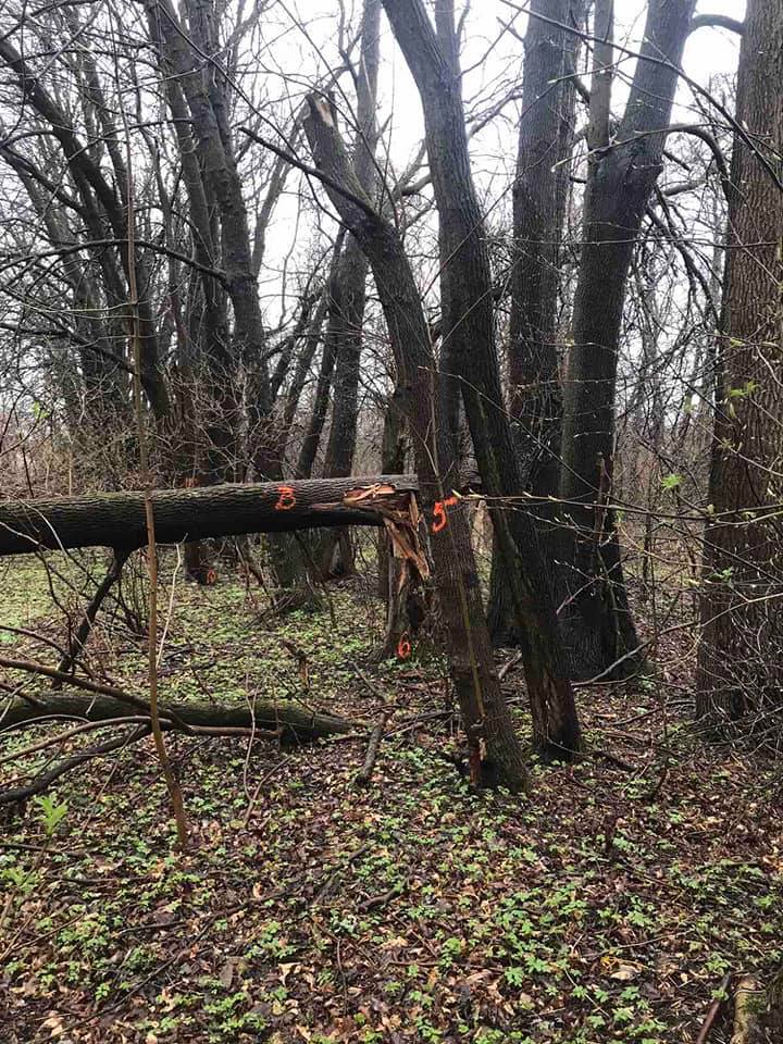 У львівських парках на деревах нанесли мітки