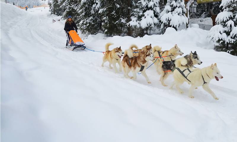 Прогулянки на собачих упряжках. Фото: bukovel.com