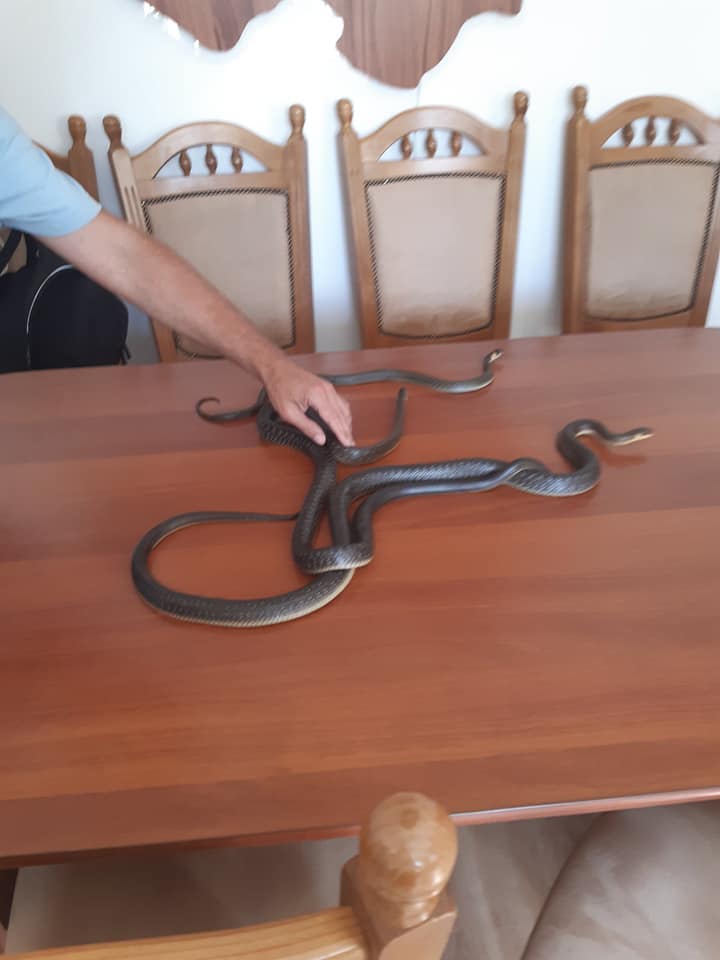 Біля дитсадка на Львівщині виявили рідкісну змію