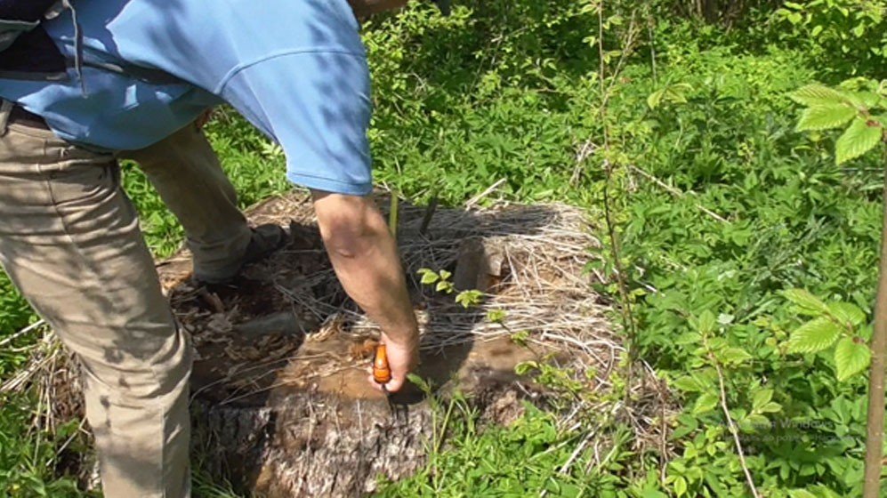 Керівника лісогосподарського підприємства на Львівщині затримали за масштабне розкрадання лісу