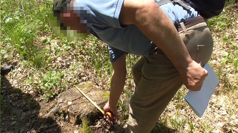 Керівника лісогосподарського підприємства на Львівщині затримали за масштабне розкрадання лісу