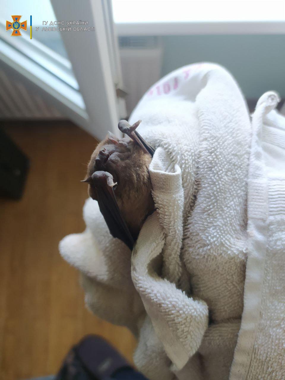 Квартиру львів'ян атакували кажани