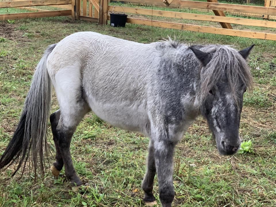 У львівський притулок евакуювали майже 200 тварин із Запоріжжя – як допомогти