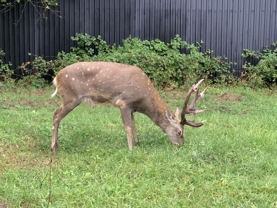 У львівський притулок евакуювали майже 200 тварин із Запоріжжя – як допомогти