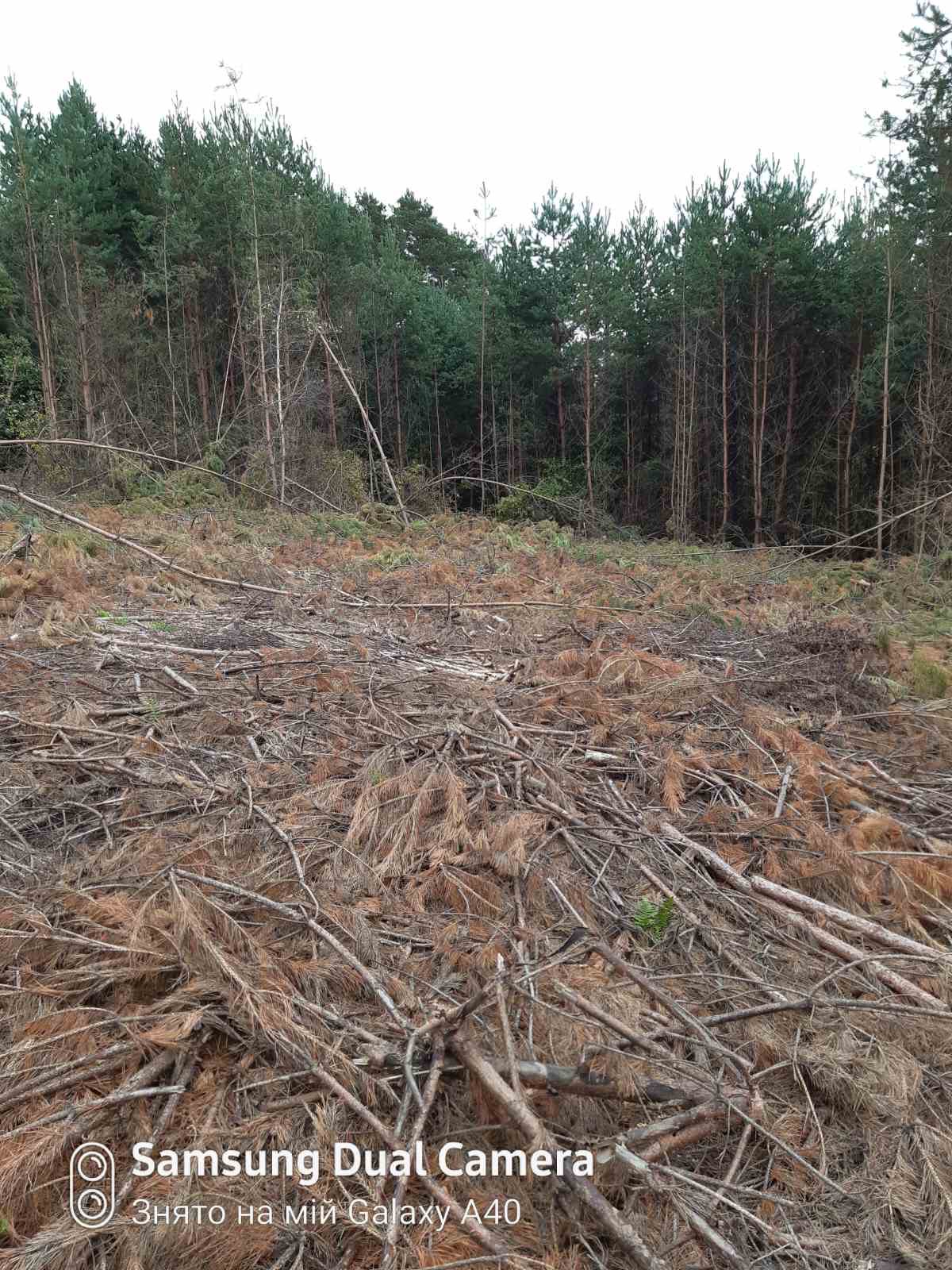 У лісі на Львівщині незаконно зрубали дерева на 900 тисяч гривень