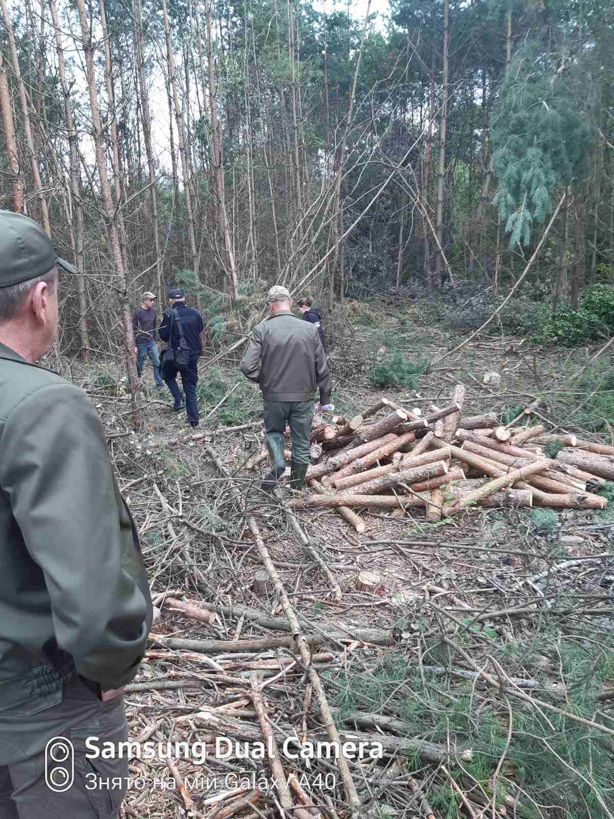 У лісі на Львівщині незаконно зрубали дерева на 900 тисяч гривень