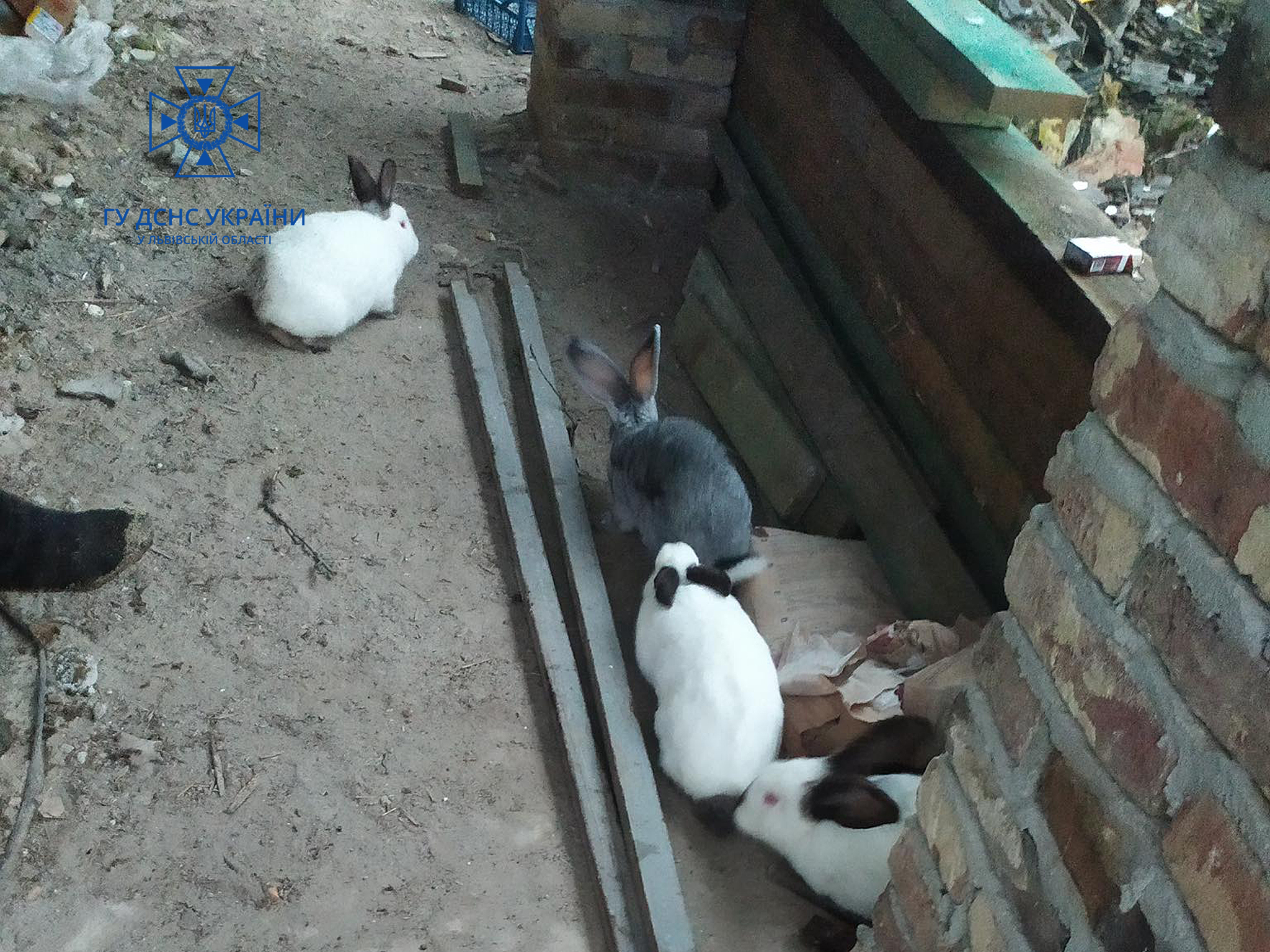 Під час пожежі неподалік Львова пожежники врятували свійських тварин