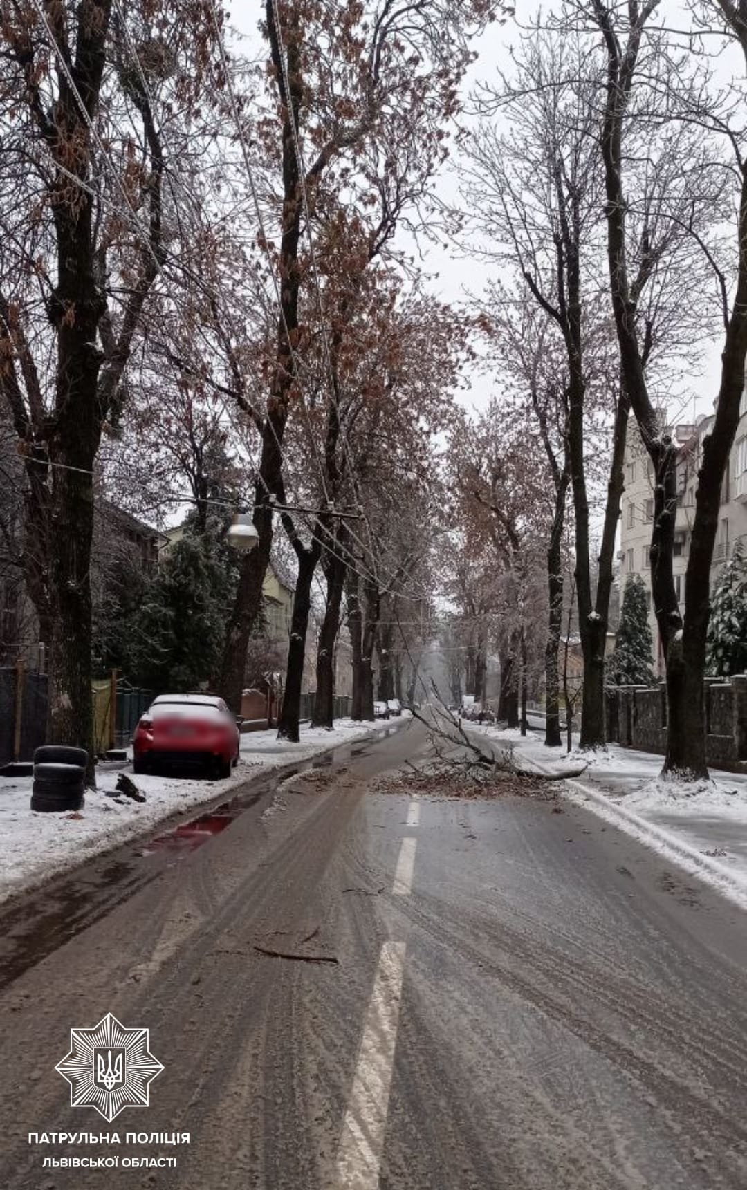 Через налипання снігу у Львові дерева повалилися на автомобілі і дороги
