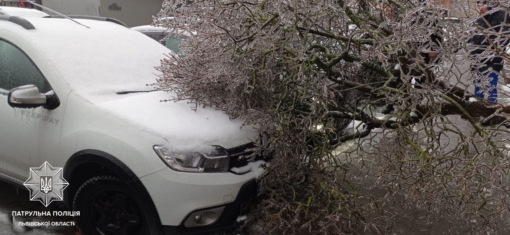 Через налипання снігу у Львові дерева повалилися на автомобілі і дороги