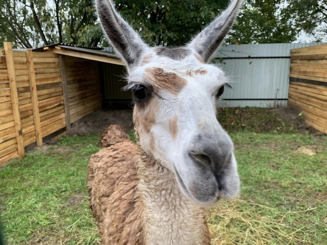 У львівський притулок евакуювали майже 200 тварин із Запоріжжя – як допомогти