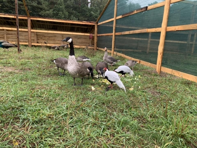 У львівський притулок евакуювали майже 200 тварин із Запоріжжя – як допомогти