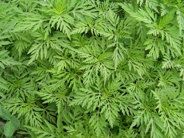 Фото ботанічного саду Національного лісотехнічного університету України