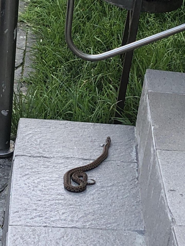 Львів'яни виявили змію у своєму дворі. Фото: Варта1