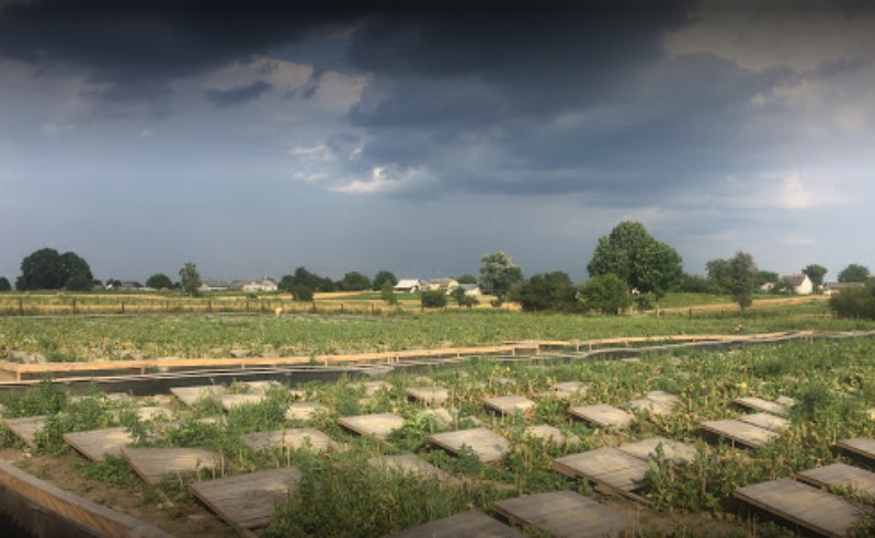 Ферма равликів на Львівщині. Фото: Віталій Гучко