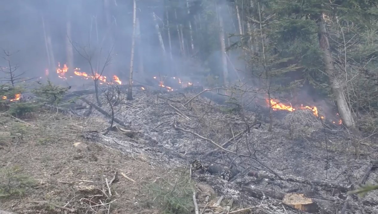 У Карпатах через підпал трави сталася пожежа у лісі