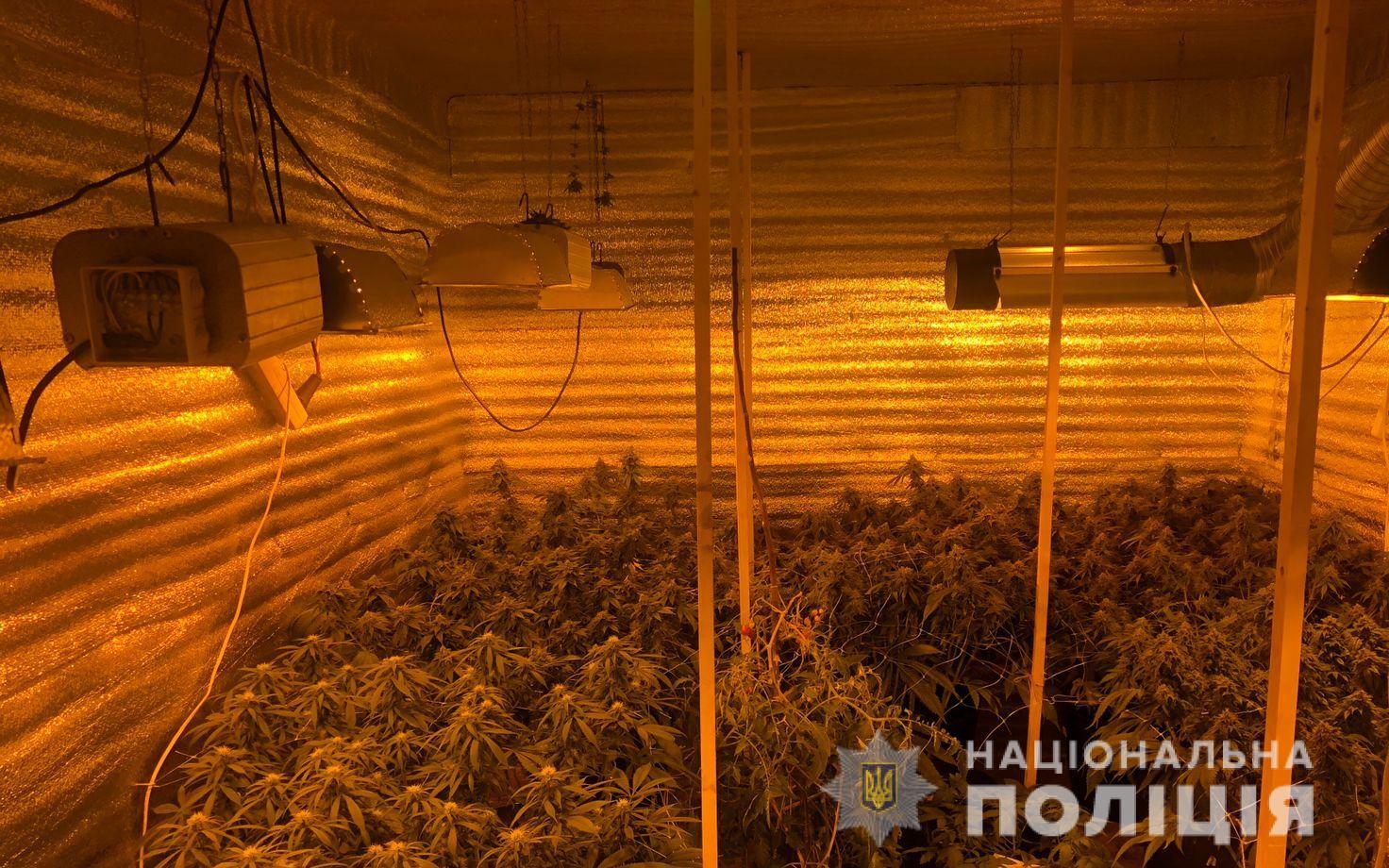 Біля Львова виявили погріб із оранжерею конопель