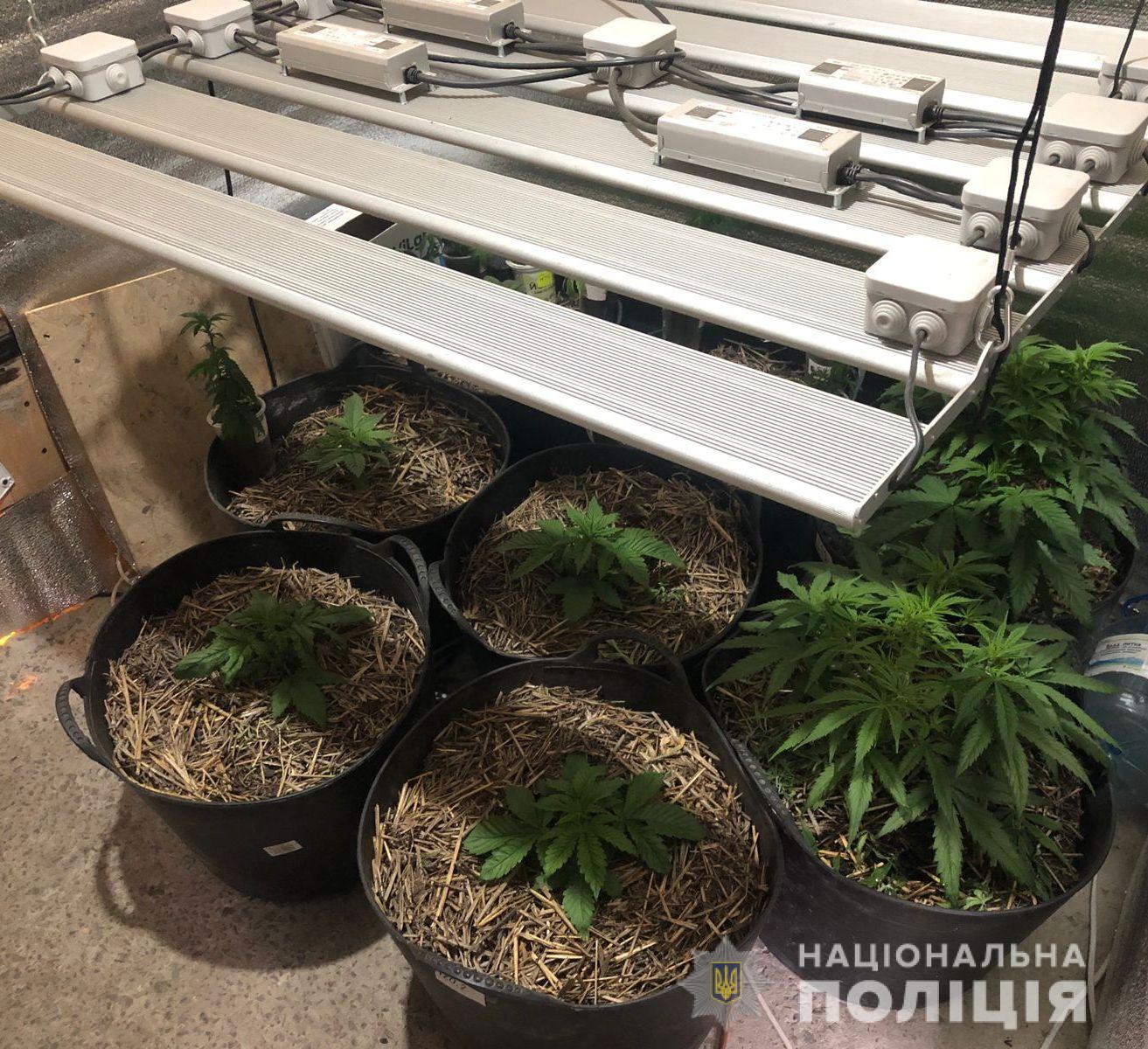 Біля Львова виявили погріб із оранжерею конопель