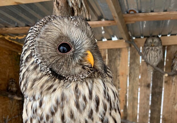 Фото: instagram.com/domi_vka