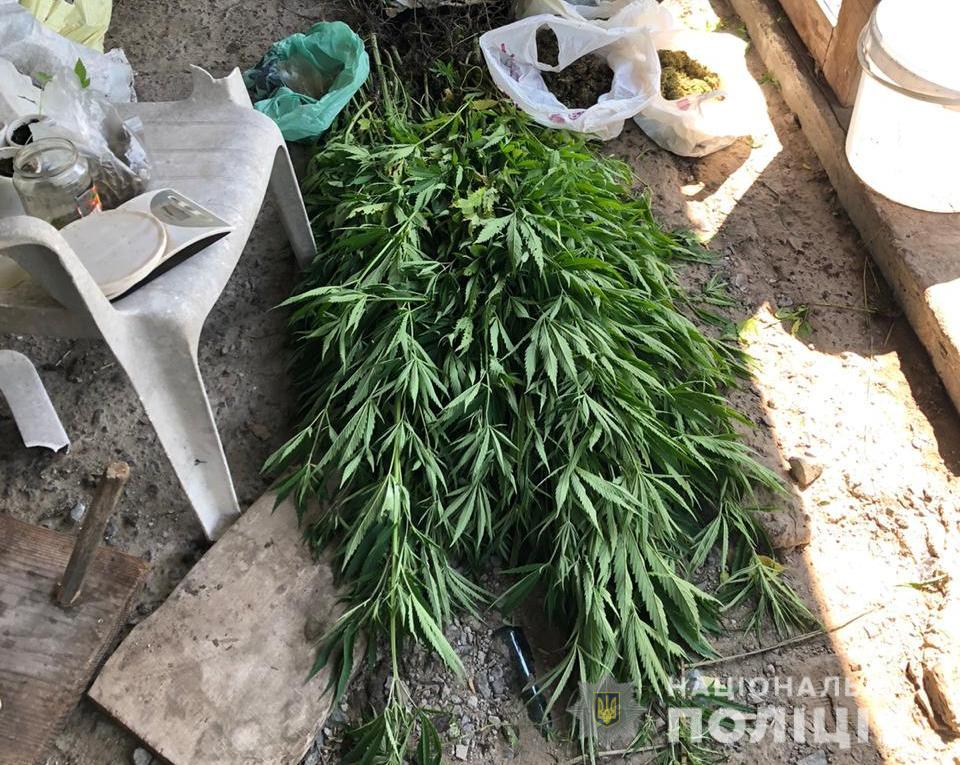 На Львівщині правоохоронці виявили ціле подвір&rsquo;я коноплі. Фото поліції Львівщини