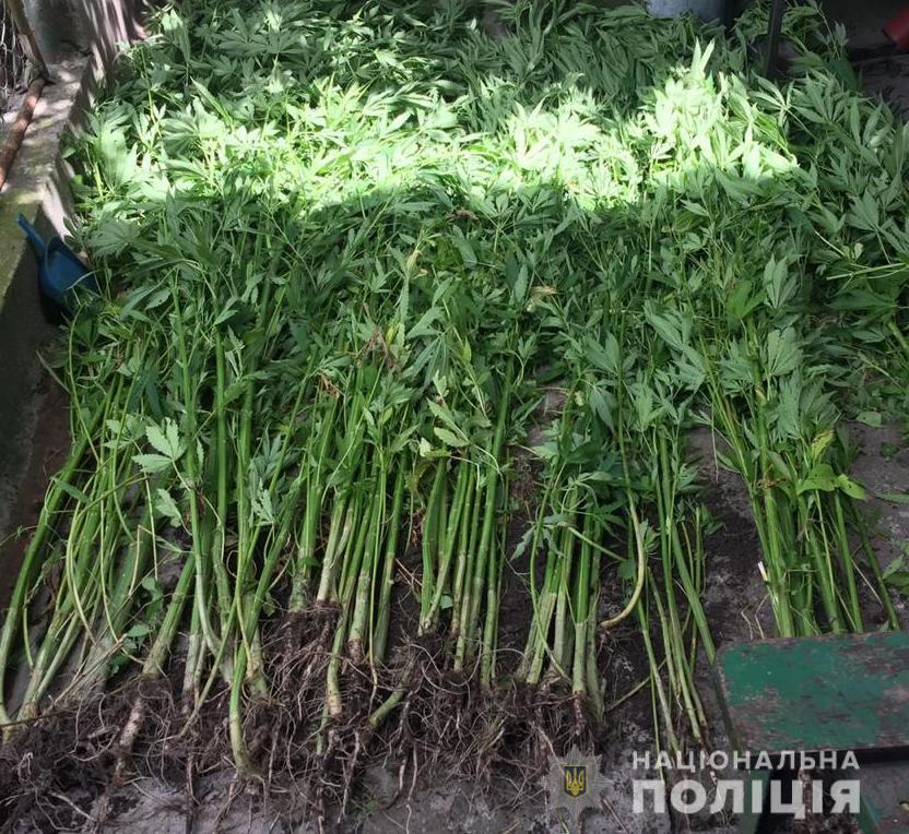 На Львівщині виявили плантацію конопель та снодійного маку. Фото поліції