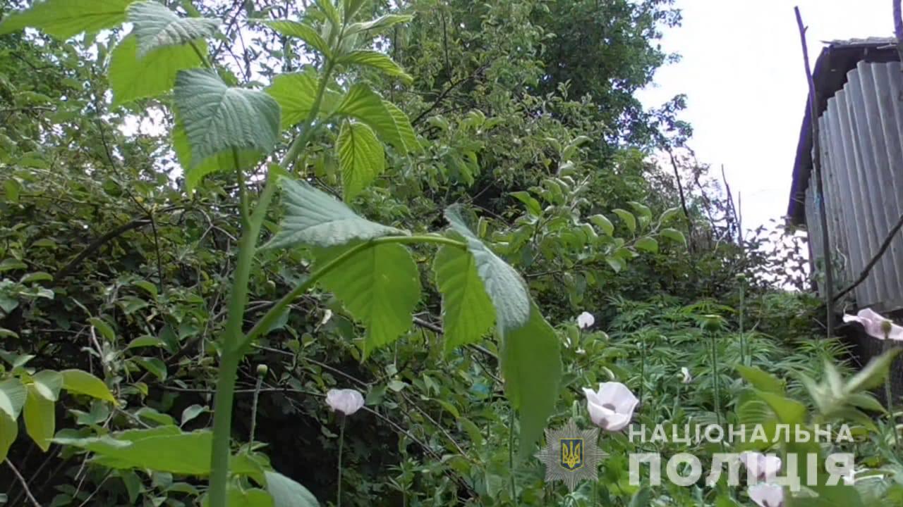 На Львівщині виявили плантацію конопель та снодійного маку