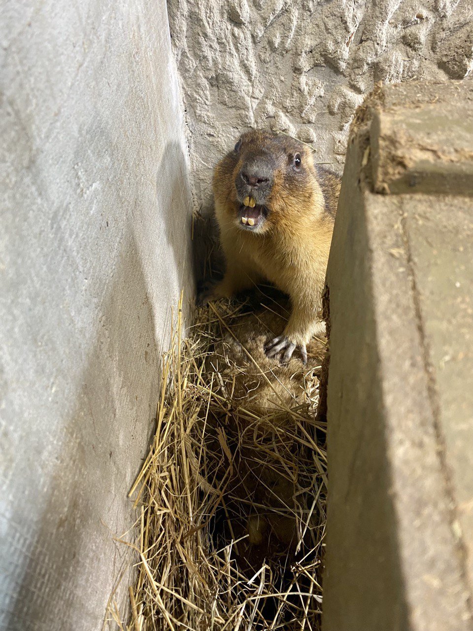 Львівські бабаки зробили прогноз про прихід весни (відео)