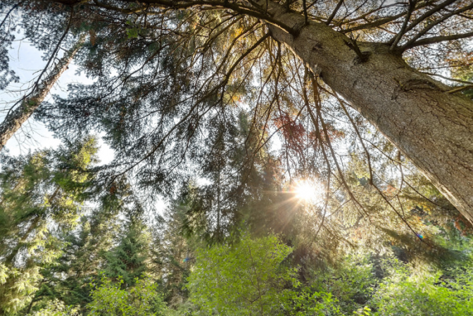 «Сколівськими Бескидами» на Львівщині можна подорожувати онлайн. Фото: скріншот мапи