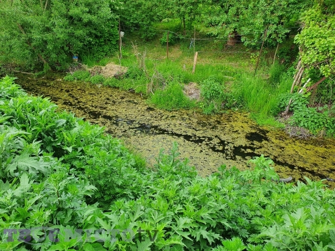 Фото: Тарас Бабенчук