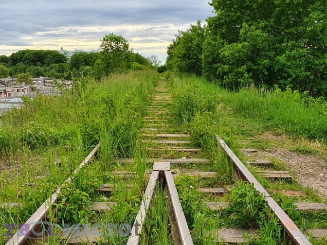 У Львові створять перший болотяний парк. Фото: Тараса Бабенчука