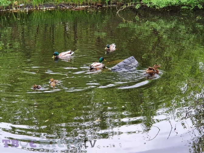 У Львові створять перший болотяний парк. Фото: Тараса Бабенчука