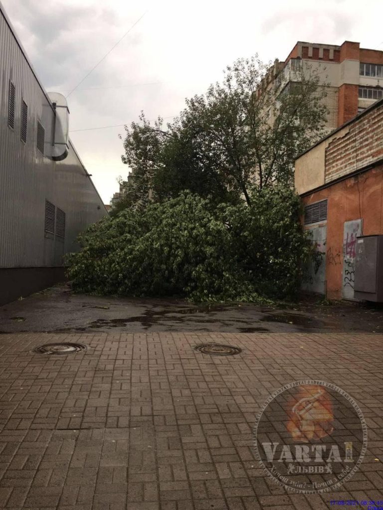 У Львові вітер повалив дерева. Фото: Варта1