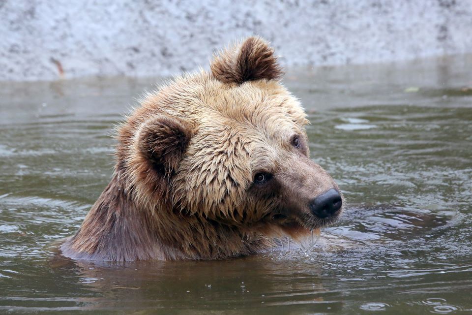 Фото: ведмежий притулок «Домажир»