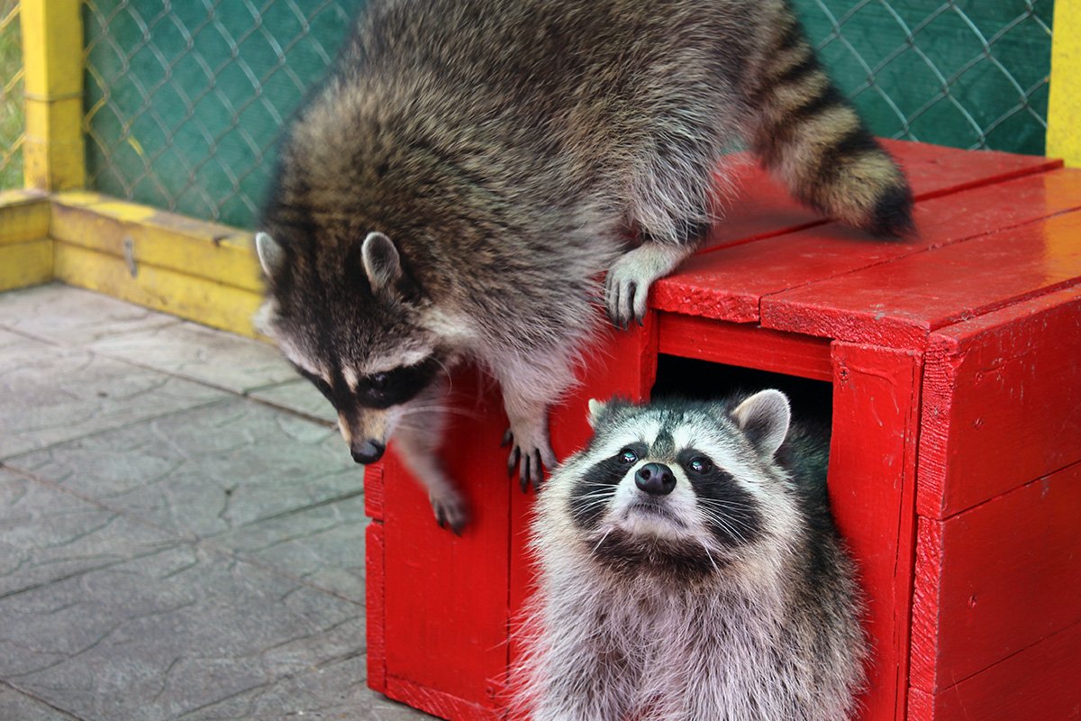 Дім єнота. Фото: section.in.ua