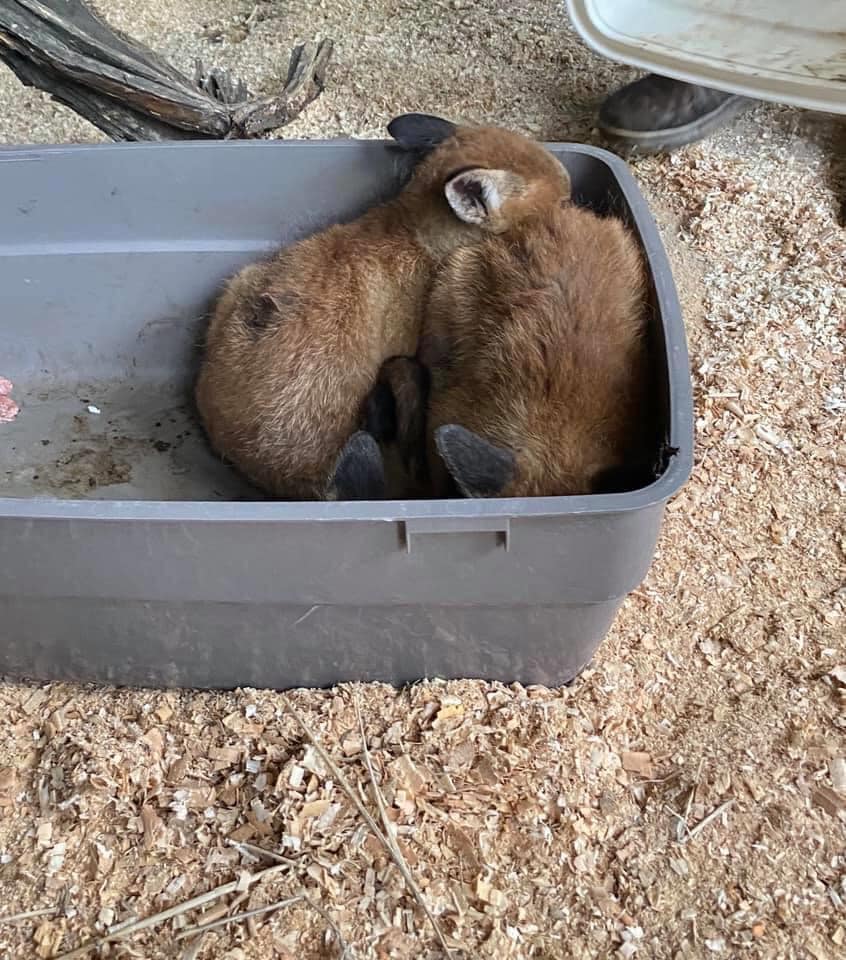 Врятовані лисенята. Фото: Орест Залипський 